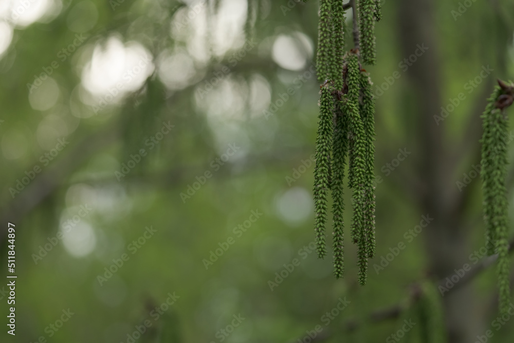 Naklejka premium Aspen tree inflorescences closeup in spring