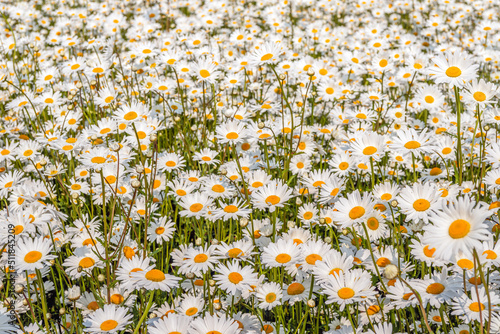 Full screen closeup of many bright blooming oxeye daisies on a sunny day in the spring season. The photo was taken at a specialized flower seed nursery on the former Dutch island of Tholen, Zeeland. photo