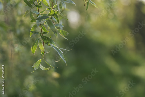 Fresh willow leaves background with copy space