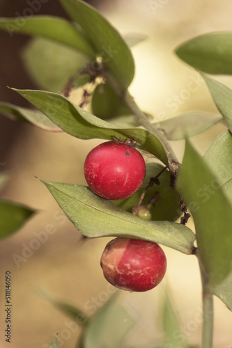 Ruscus aculeatus butcher's broom, knee holly or piaranthus deep red spherical berries attached to pointed green leaf-like stems on natural green background photo