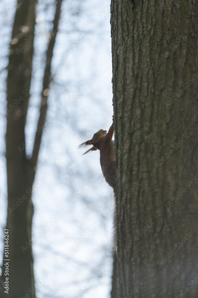 Squirrel on a tree trunk in spring Squirrel on a tree trunk in spring