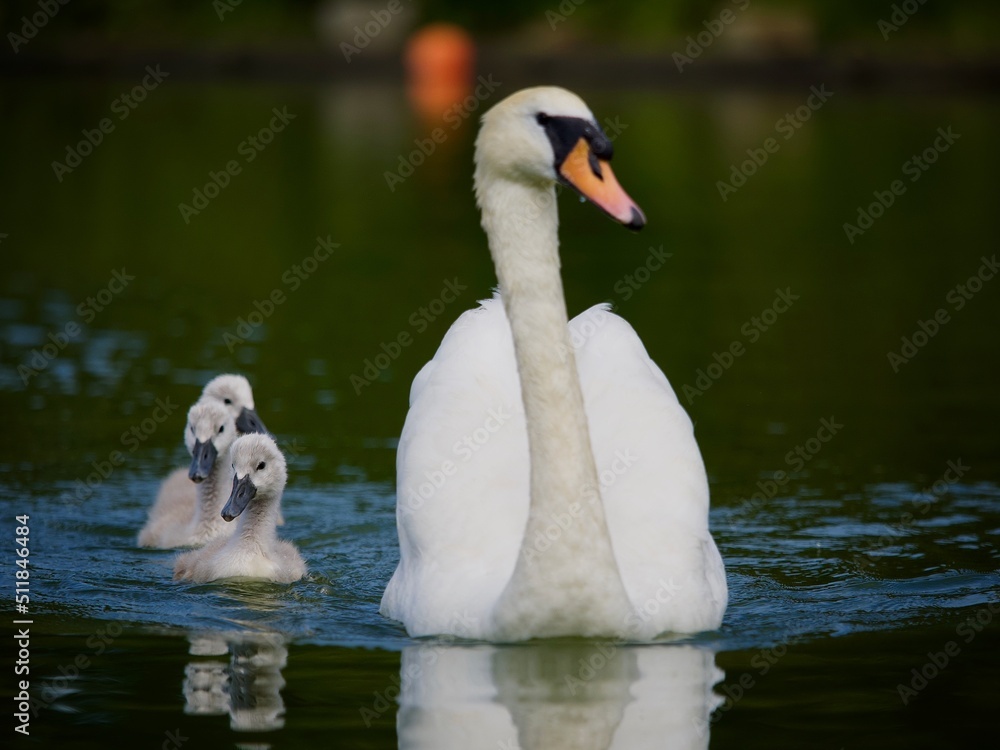 Obraz premium Cygnets and Swan