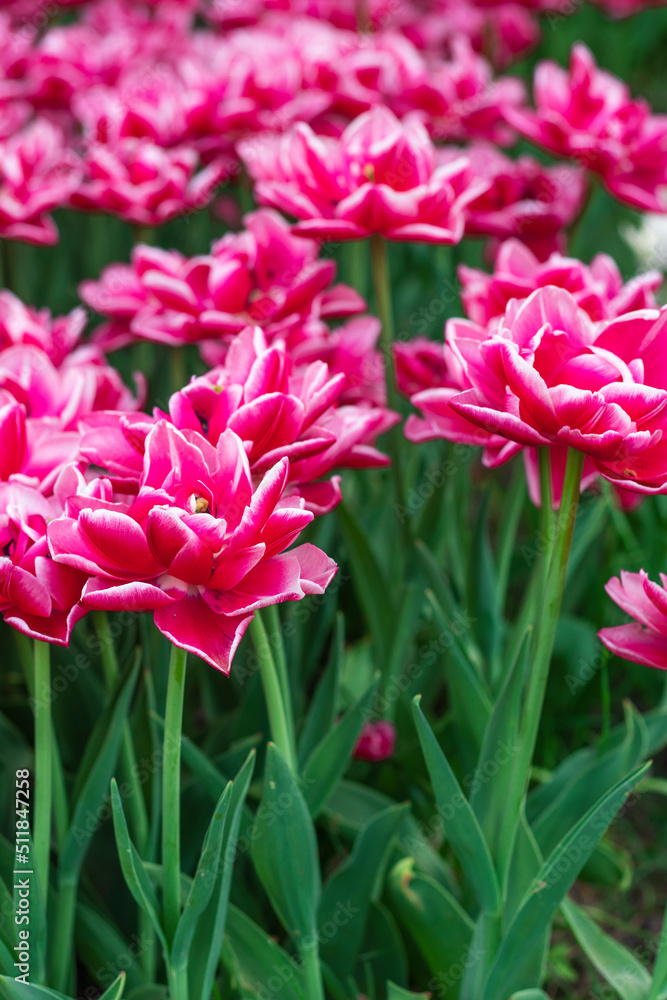 Red and white peony-flowered Double Early tulips ,Tulipa, Columbus bloom in a garden. a field of flowers is near. Tulip variety. High quality photo. High quality photo