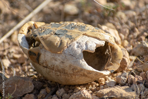 close-up shot of Dead Greek Tortoise  Testudo Graeca  Carcass