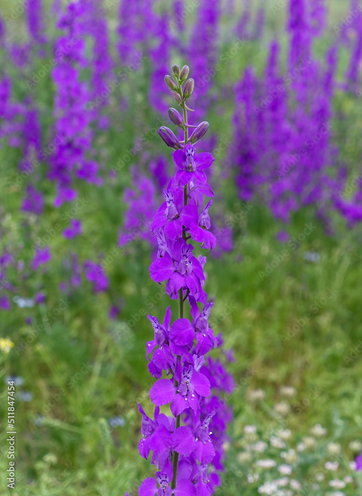 Obraz premium Larkspur purple flowers with green leaves, purple flowers in the fields in continental climate in spring,