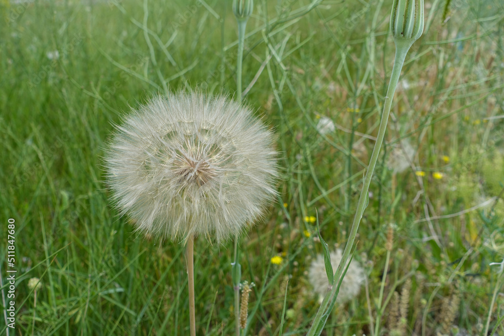 hairy dandelion plant,dandelion hairy,large dandelion fluff, hairy dandelion plant,dandelion hairy,large dandelion fluff,