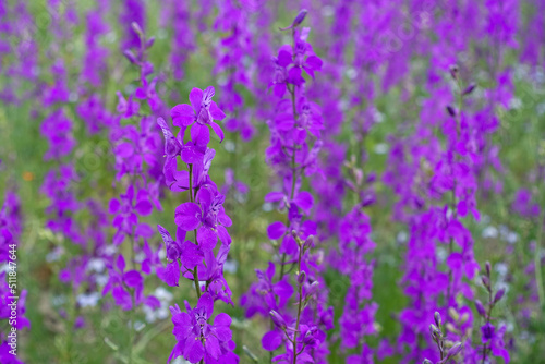 Larkspur purple flowers with green leaves, purple flowers in the fields in continental climate in spring,