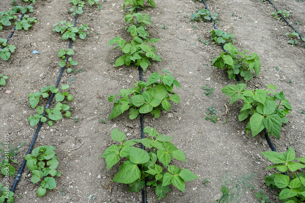 bean planting with drip water system, garden irrigation, bean growing, bean planting with drip water system, garden irrigation, bean growing,