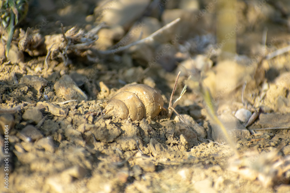 Selective Focus of Fossilized gastropods
