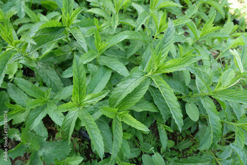 very fresh mint in the garden, green mint plant, aromatic fresh green mint plant,