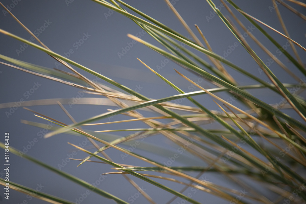 Naklejka premium grass in the wind