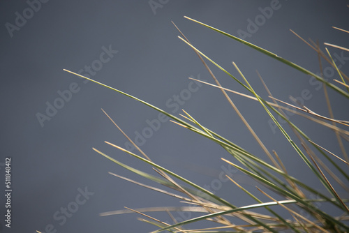 reeds in the wind