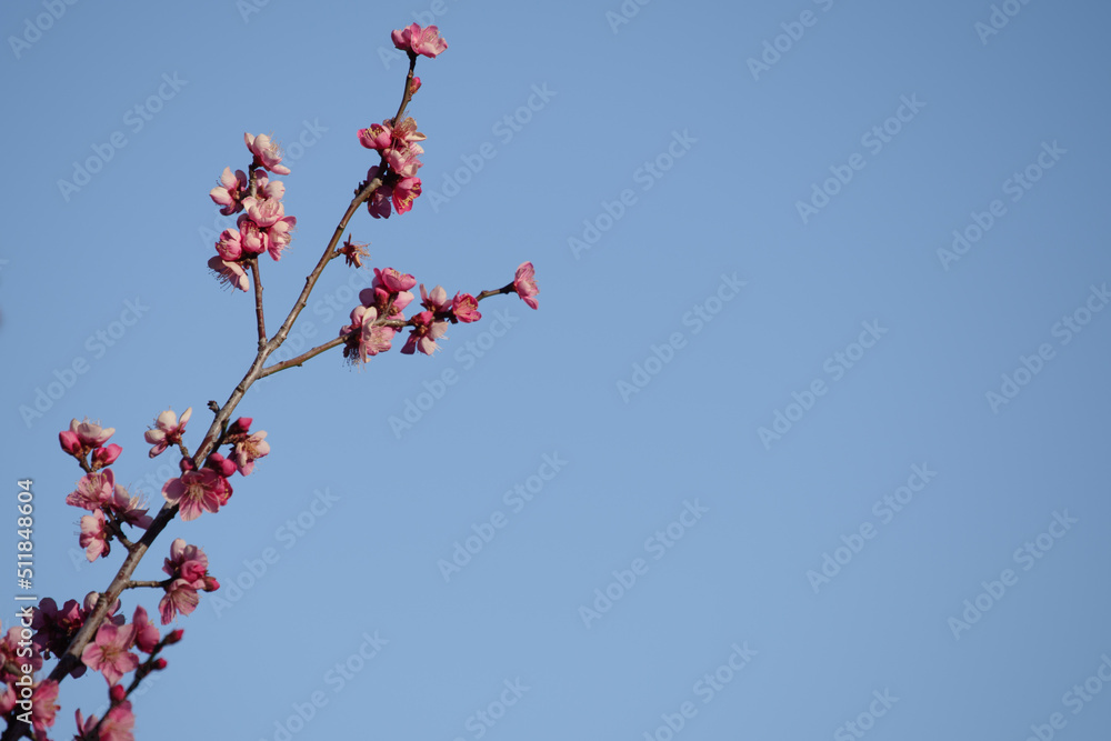 青空と梅