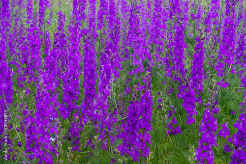 Larkspur Purple flower,close-up larkspur purple flowers,purple flower garden, photo