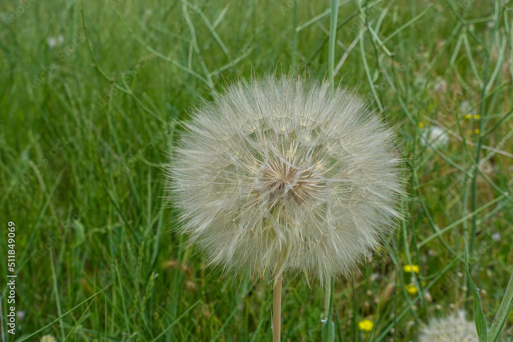 Fototapeta premium hairy dandelion plant,dandelion hairy,large dandelion fluff,