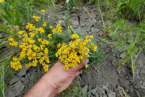 yarrow herb, yellow flowered yarrow, medicinal plant varieties yarrow herb, photo