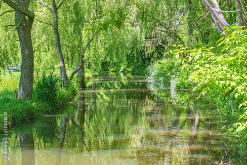 Wonderful Sussex tree lined stream reflections on a bright June day