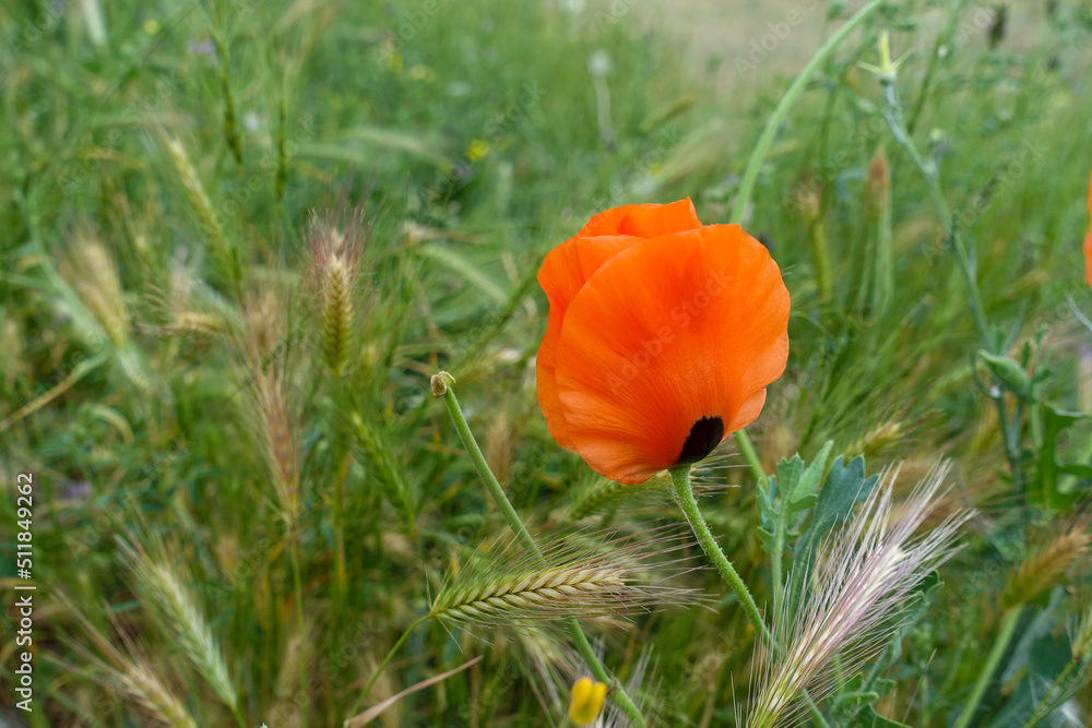 black spotted poppy flower in orange,close-up single poppy flower, black spotted poppy flower in orange,close-up single poppy flower,
