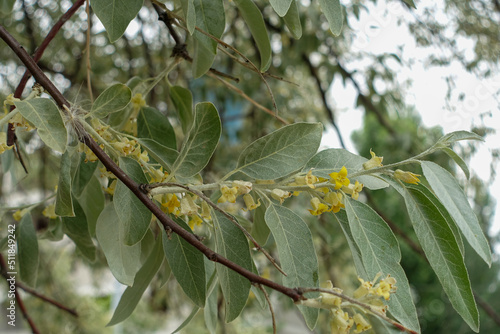 very fragrant silverberry tree, silverberry blooming in spring,