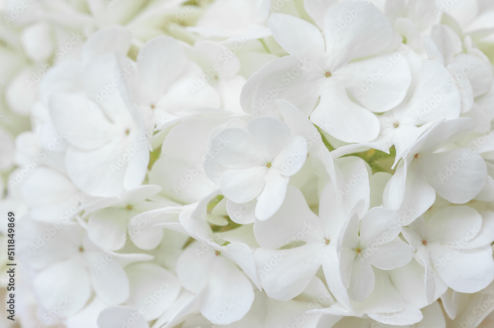 Background of white natural flowers Background of white natural flowers