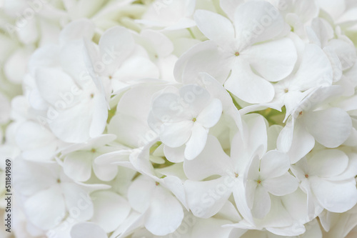 Background of white natural flowers