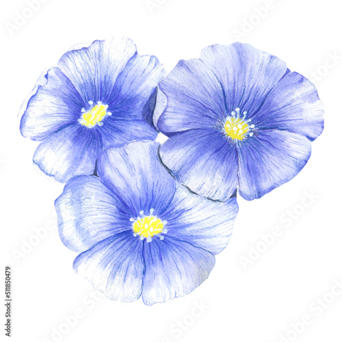 A composition of three blue flax flowers. Watercolor wildflowers of blue color. bouquet of blue flowers painted in watercolor