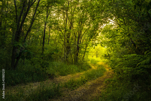 Path Through The Magic Forest, Summer scene, Dirt road, country. valley countryside road between green meadows. Rural spring, landscape. morning, sunny day light for backgrounds or wallpapers. Căușeni photo