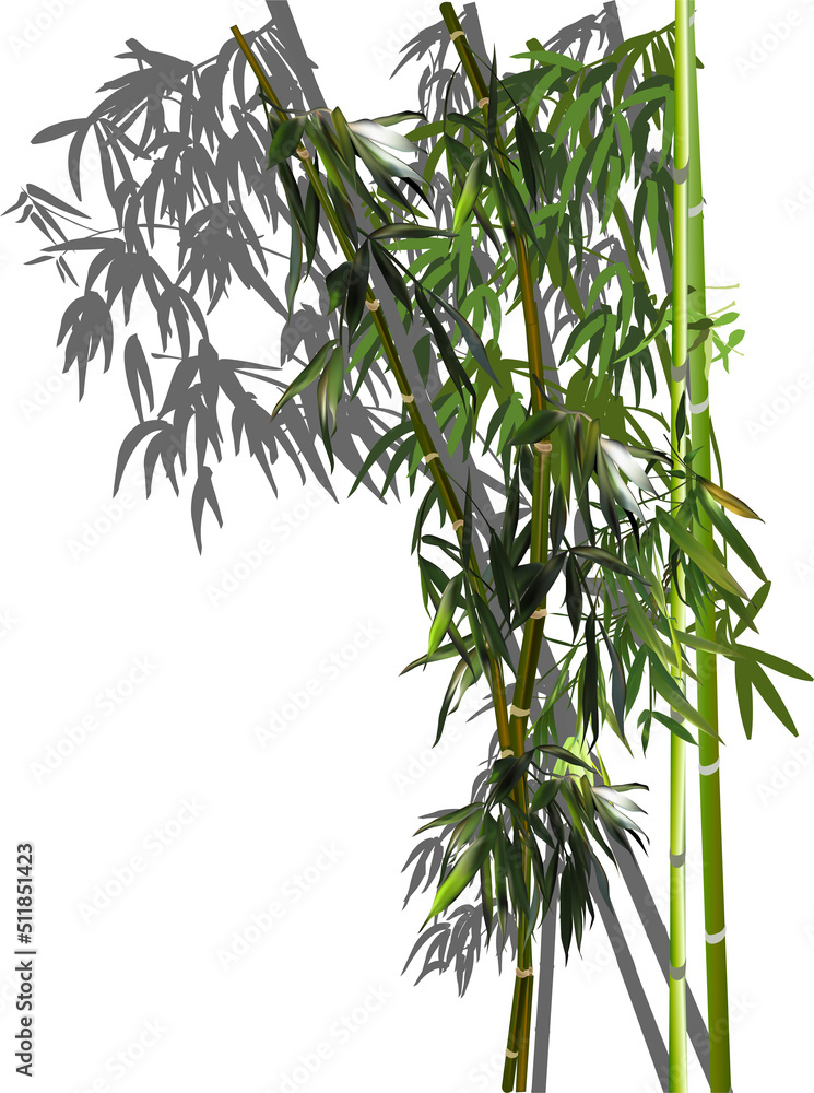 Obraz premium green bamboo bush on white background