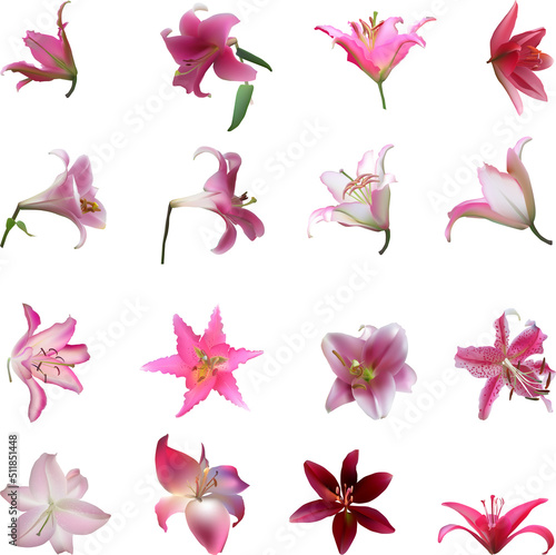sixteen lily flower pink blooms isolated on white