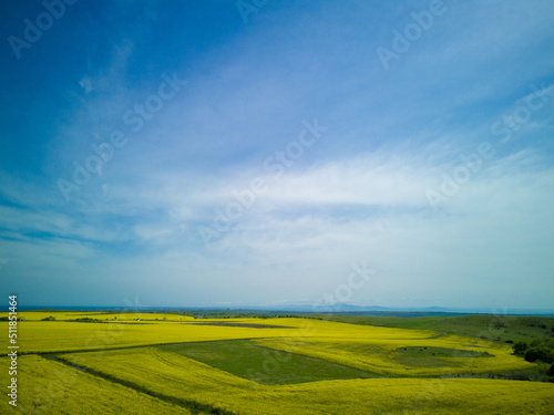 Top view of field with rapeseed and field with grass against blue sky