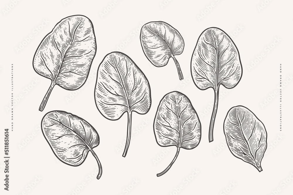 Spinach leaves on a light isolated background. Set of herbs for cooking in engraving style. Design element for cafes, markets and shops. Vector botanical illustration.