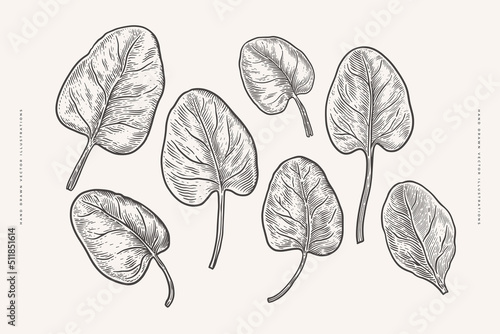 Spinach leaves on a light isolated background. Set of herbs for cooking in engraving style. Design element for cafes, markets and shops. Vector botanical illustration.