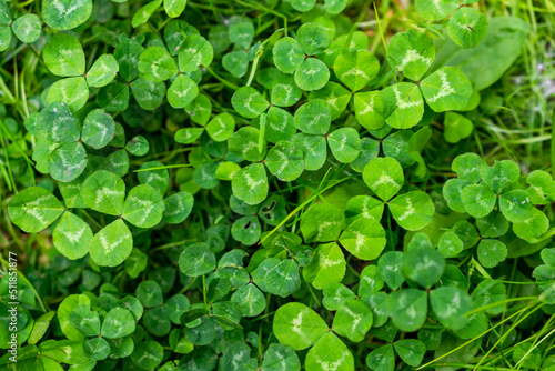 green clover with visible details. background or texture