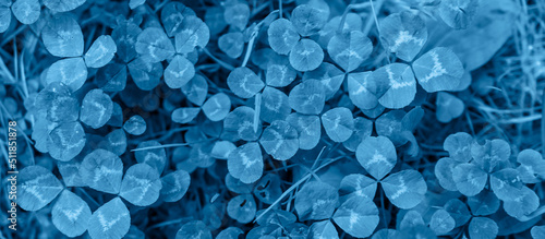 blue clover with visible details. background or texture