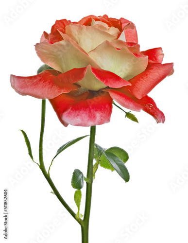 large fine light red rose bloom