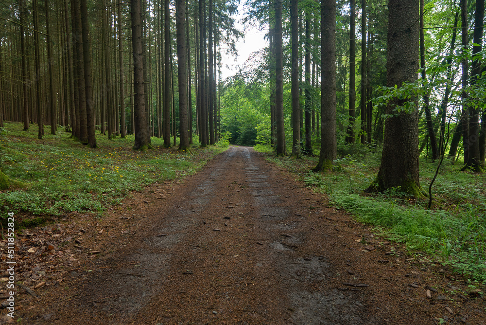 Fototapeta premium Rural road in dense forest. Bavaria, Germany