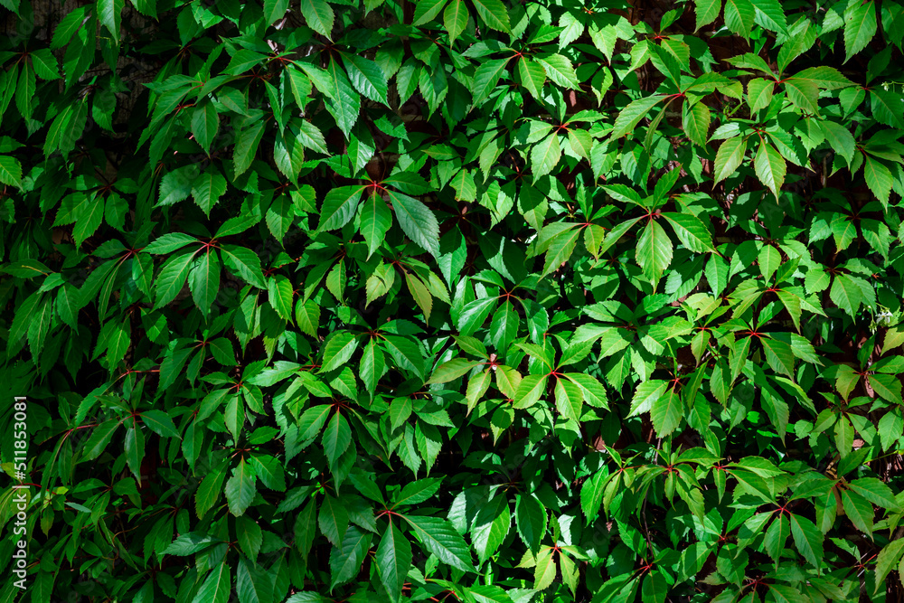 Selective focus of green leaves with sunlight, Parthenocissus quinquefolia or Virginia creeper is a species of flowering plant in the grape family Vitaceae, Greenery nature pattern texture background. Selective focus of green leaves with sunlight, Parthenocissus quinquefolia or Virginia creeper is a species of flowering plant in the grape family Vitaceae, Greenery nature pattern texture background.
