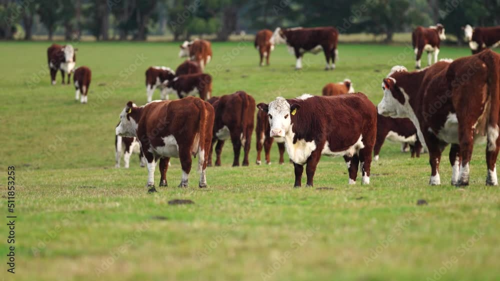 Innovative agriculture, livestock in a drought eating hay and silage, Regenerative Stud Angus, wagyu, Murray grey, Dairy and beef Cows and Bulls grazing on grass and pasture in a field. Innovative agriculture, livestock in a drought eating hay and silage, Regenerative Stud Angus, wagyu, Murray grey, Dairy and beef Cows and Bulls grazing on grass and pasture in a field.