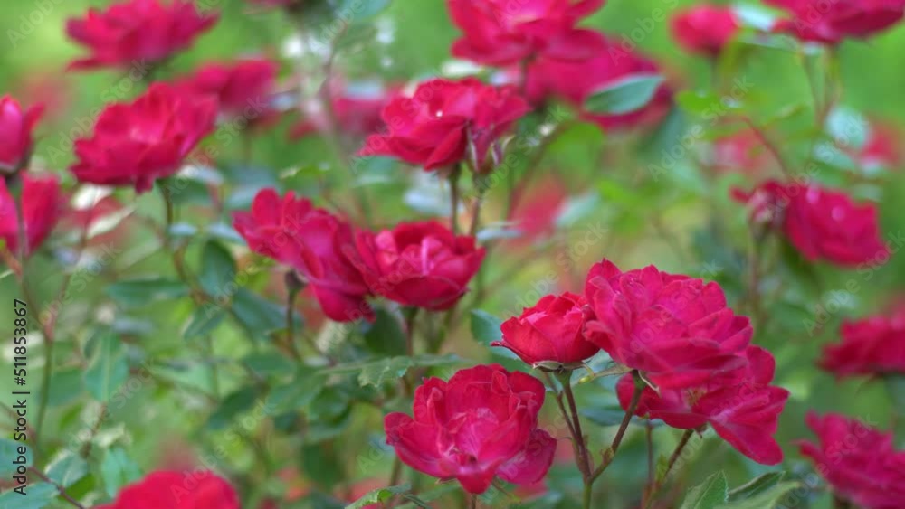 Blooming rose bud. Summer flower close-up. Floral background. Nature in the flowerbed. Gardening. Rose petals in the garden. Gently rose red color. Blooming rose bud. Summer flower close-up. Floral background. Nature in the flowerbed. Gardening. Rose petals in the garden. Gently rose red color.