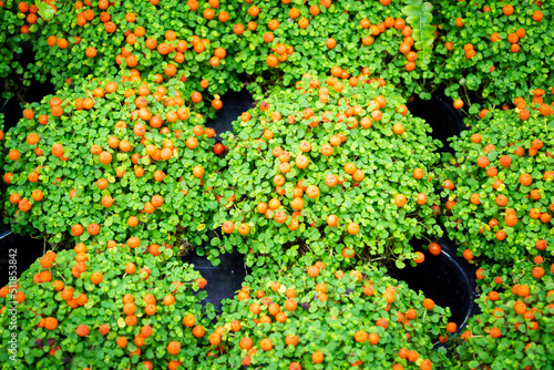 Potted winter cherry plants or Jerusalem cherry solanum pseudocapsicum, at a flowers shop centre. Nightshade with red and green fruits. Coral shrub. photo