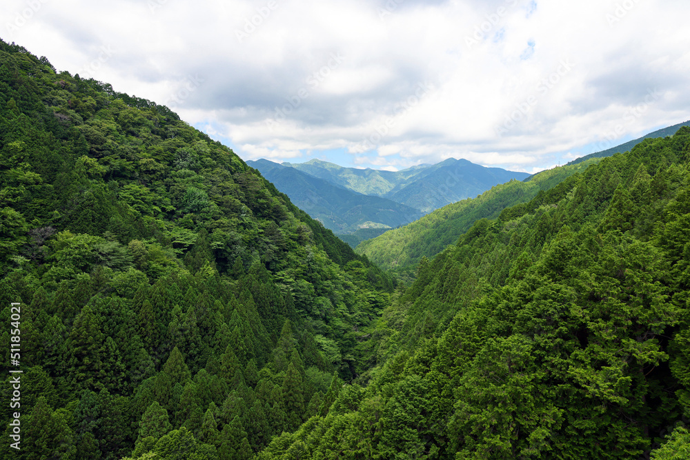 青々と生い茂る山々の森の木々 青々と生い茂る山々の森の木々