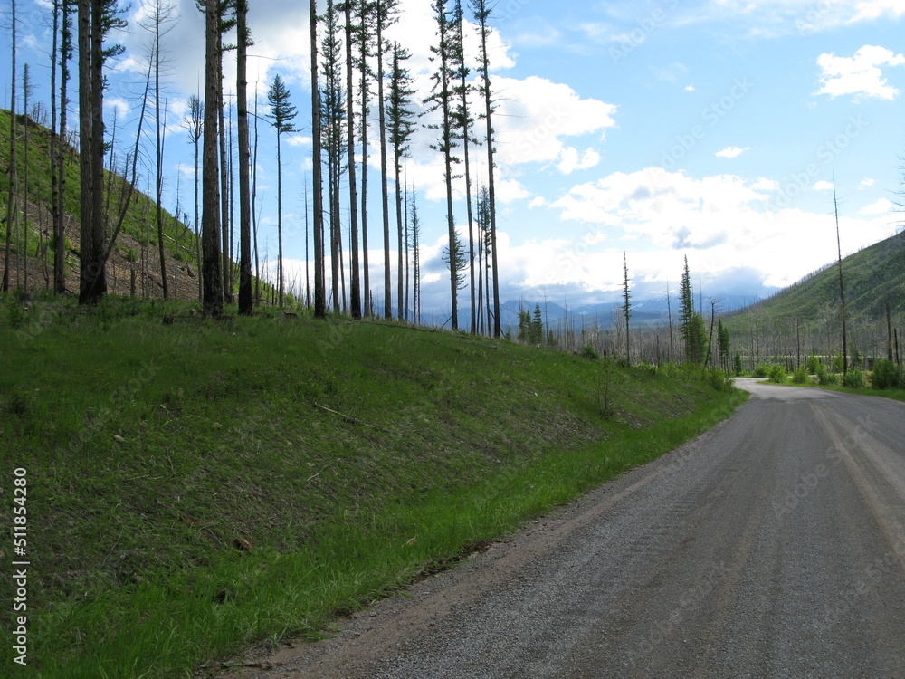 Roadside trees in Glacier National Park, June 2008. Roadside trees in Glacier National Park, June 2008.