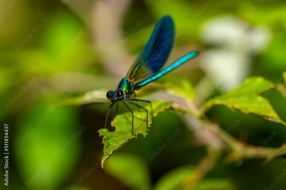 Blue-winged dragonfly perched on a green branch. Insects of rivers and lakes. Devil's horse. Blue-winged dragonfly perched on a green branch. Insects of rivers and lakes. Devil's horse.