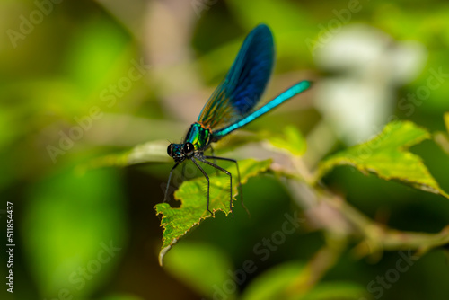 Blue-winged dragonfly perched on a green branch. Insects of rivers and lakes. Devil's horse.
