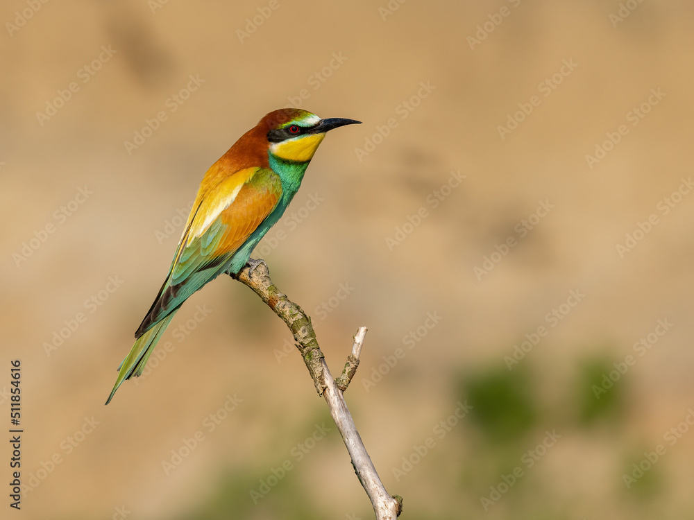 Beautiful nature scene with bird European bee-eater (Merops apiaster). Wildlife shot of European bee-eater (Merops apiaster). European bee-eater (Merops apiaster) in the nature habitat. Beautiful nature scene with bird European bee-eater (Merops apiaster). Wildlife shot of European bee-eater (Merops apiaster). European bee-eater (Merops apiaster) in the nature habitat.