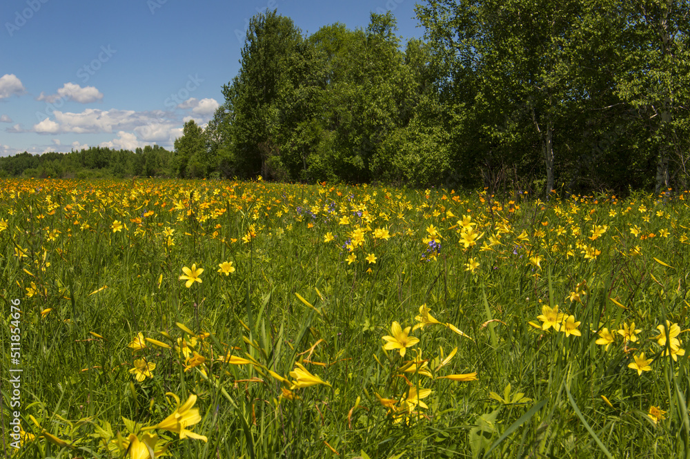 Fototapeta premium the yellow lily blooms in the field