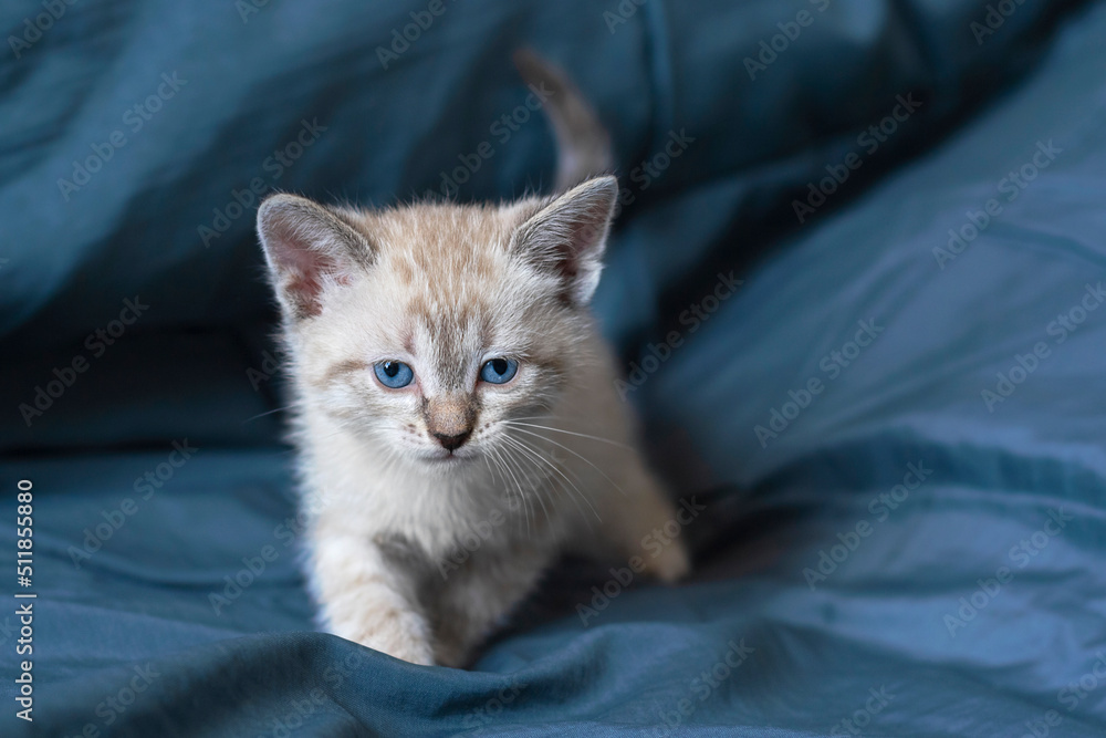 A striped gray kitten is standing on the bedspread. Selective focus