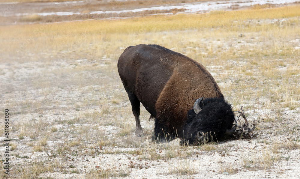 Bison about to roll in the dust, Yellowstone National Park, Wyoming USA
Bison about to roll in the dust, Yellowstone National Park, Wyoming USA