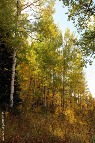 Grove of Aspen trees in autumn colours, Grand Teton National Park, Wyoming 