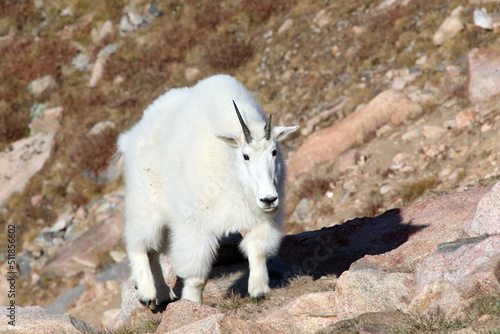 Mountain Goat, Yellowstone National Park, Wyoming USA 